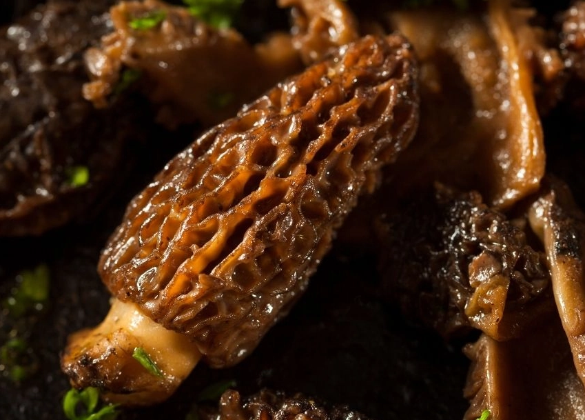 morel mushroom recipes