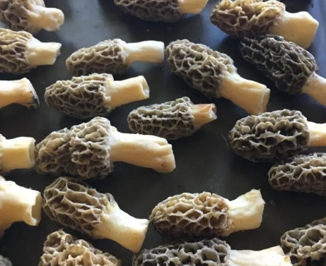 morel cooking methods