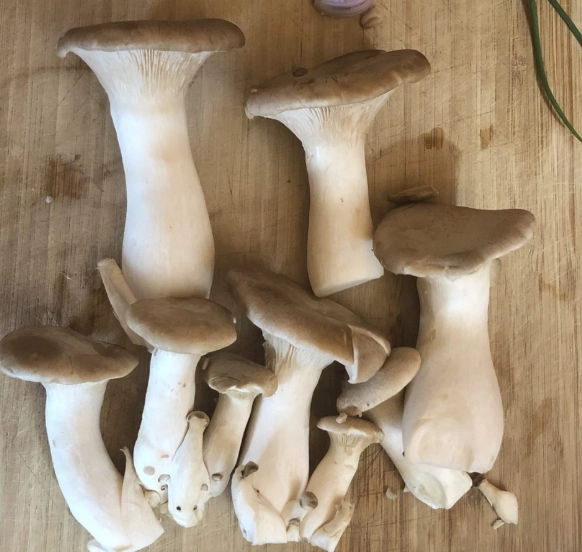 King Trumpet Mushroom Recipe: Easy, Flavorful Dishes for Home Cooks