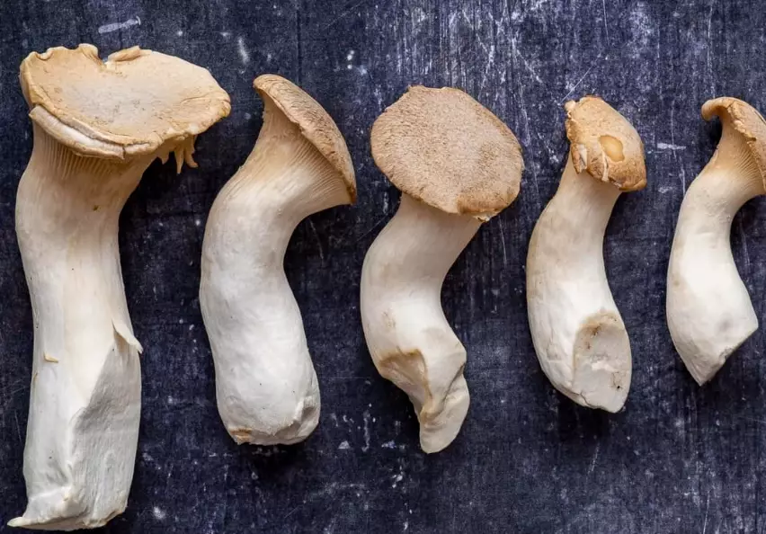 best king trumpet mushroom dishes best king trumpet mushroom dishes