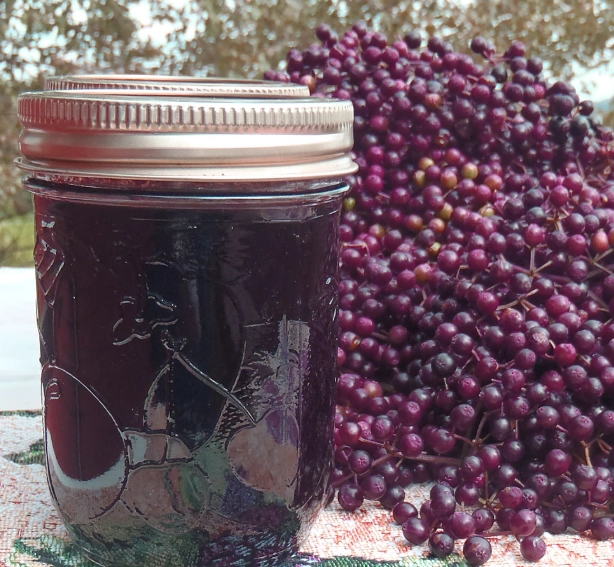 elderberry jelly without pectin elderberry jelly without pectin